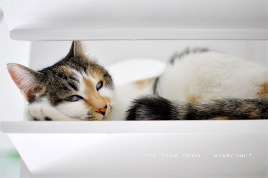 小刻みに動いてます