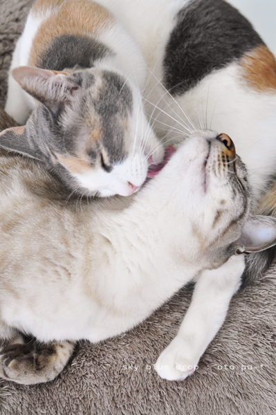 ここいらですか