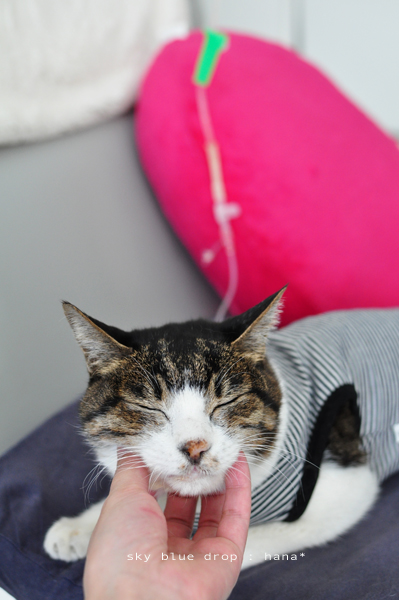 ぽとぽとぽとぽと