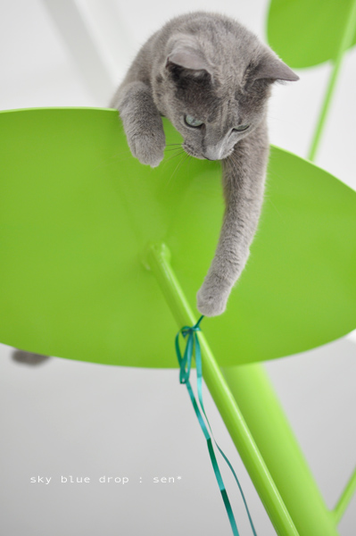 センちんとひも２