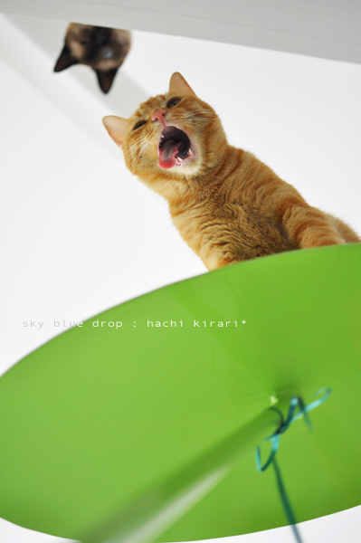 ムキーーー！！