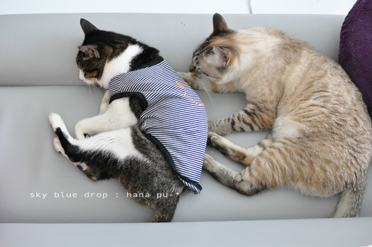 ぱなぱなちゃん