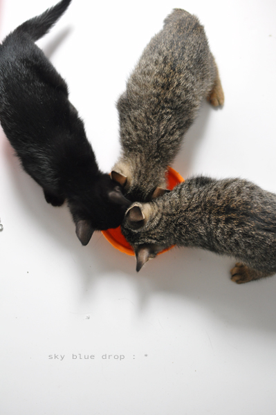 なつかしのちびーずトリオ