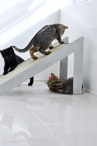 今は*1号*玲皇ちゃん*寅次くん*