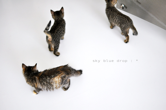 なつかしのきじとらブラザーズ&モジャ子さん