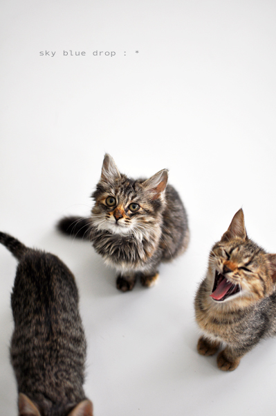 今は*1号*寅次くん*モカちゃん