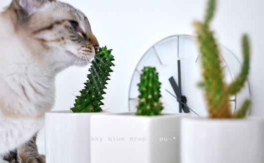 最終的には匂いもチェック