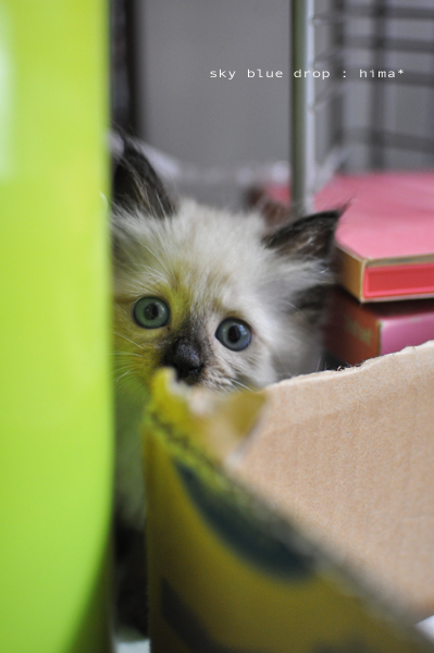 かくれんぼヒマちん1