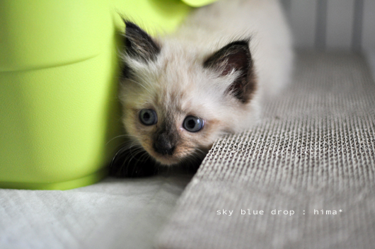 かくれんぼヒマちん2