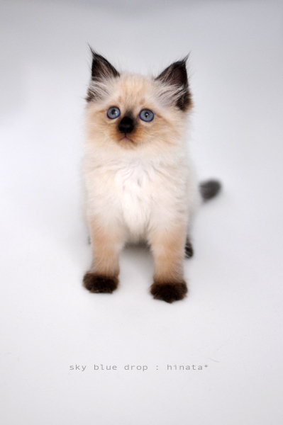 固まるいもうと