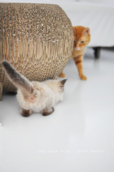 そこへ・・ちらっ