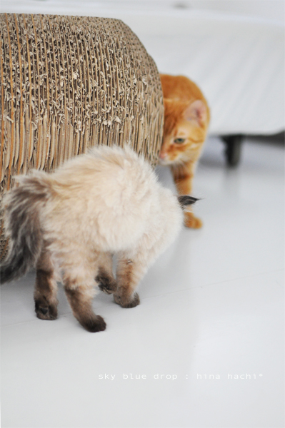 ビックラ！！！