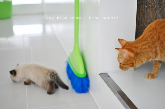 気になるあの子とはち２