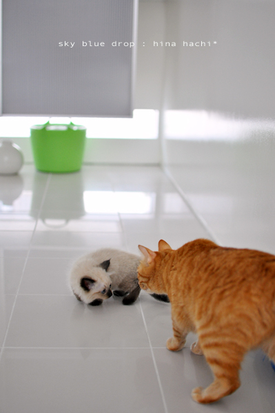 気になるあの子とはち４