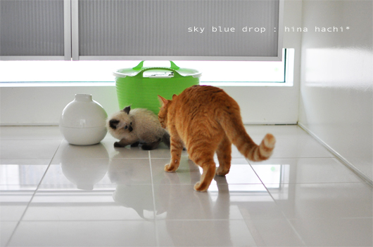 気になるあの子とはち6