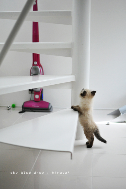 まだのぼれまちぇんので・・