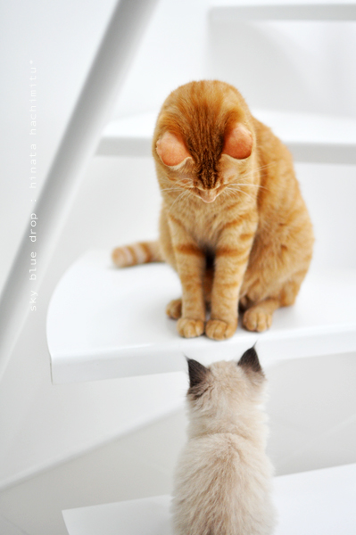 助太刀致すぅー