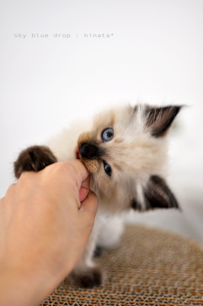食べるおつもり。