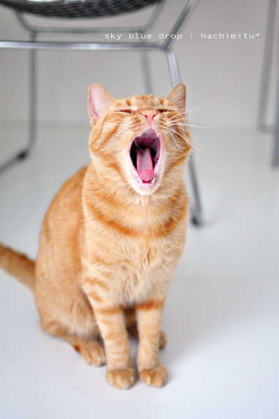 たぶんそんな感じ