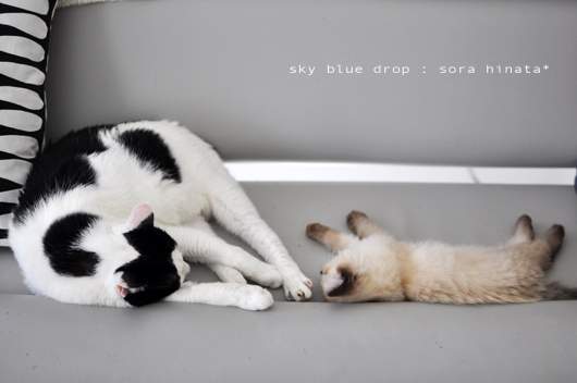 大御所と一緒にひるね