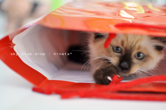 ガサゴソガサゴソ