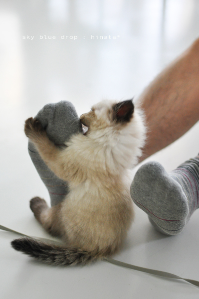 ガジガジ攻撃ー☆