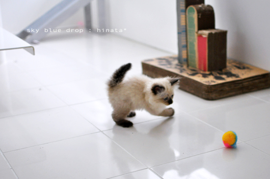 ひなちん祭り２