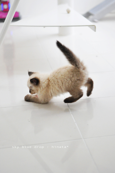 ひなちん祭り４