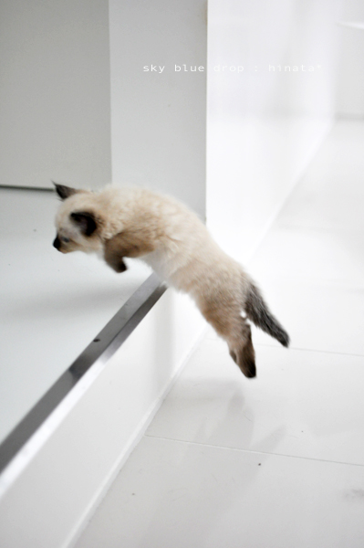 ひなちん祭り５