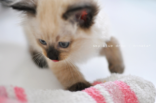 完全におもしろがっている