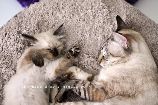 保護色なふたり