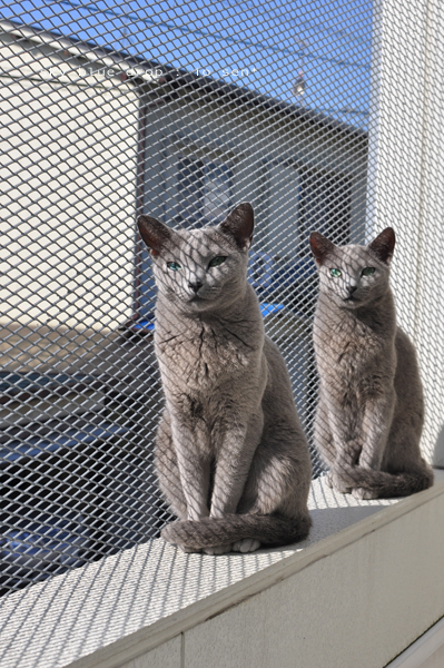 しんくろしまい3