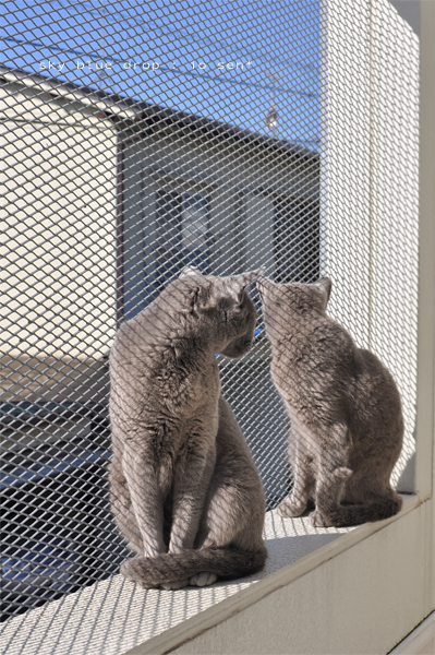 しんくろしまい２