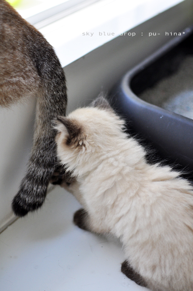 こりゃ～上物ぢゃわい