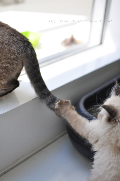 まてまてまてぇ