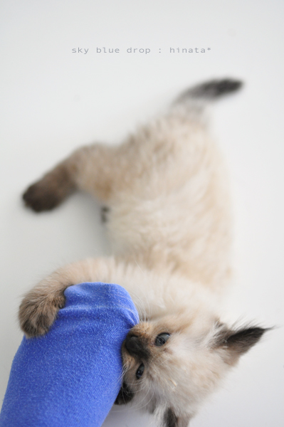 ウマウマウマ...