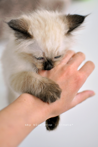 ウマウマウマウマ...