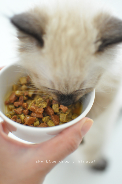 しゃべるかたべるかどっちかにしたらよいと思う。