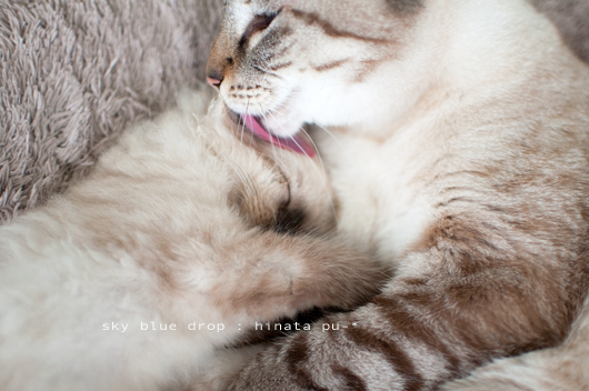 代わりにキレイキレイ