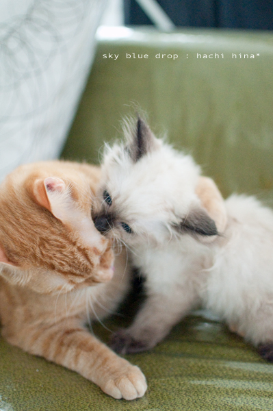 ベタベタにすんぢゃねー!