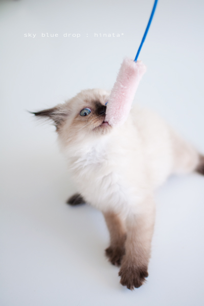 前足若干浮く。そして白目。