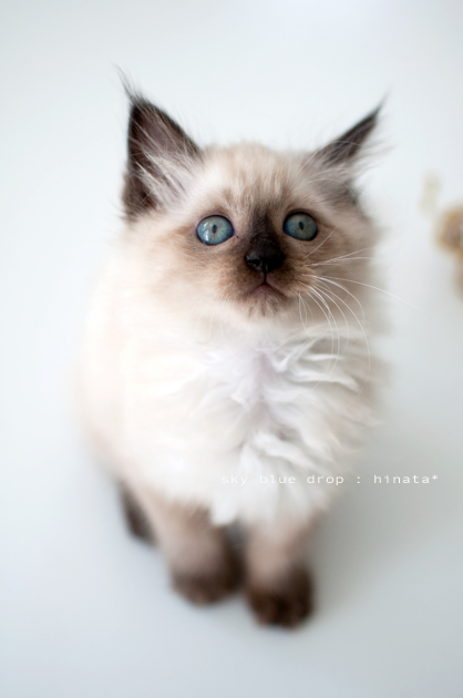 ひなわかんない。