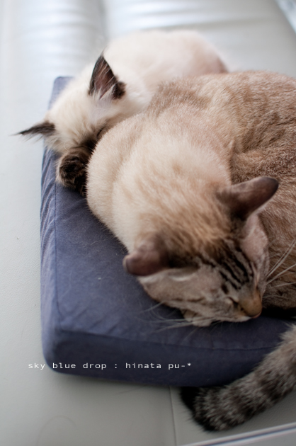 ぬくぬくすーすー