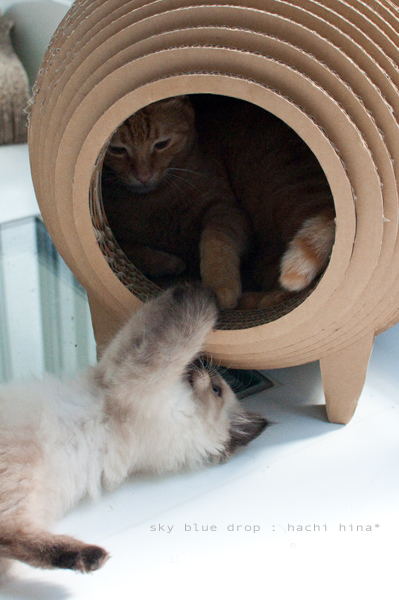 はっちゃん困り顔