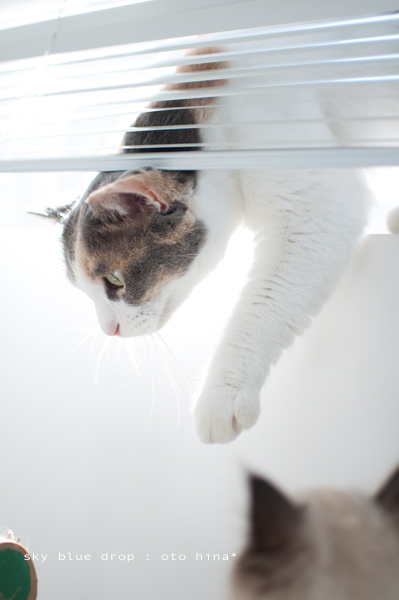 出たっ!ぱぁ~♪