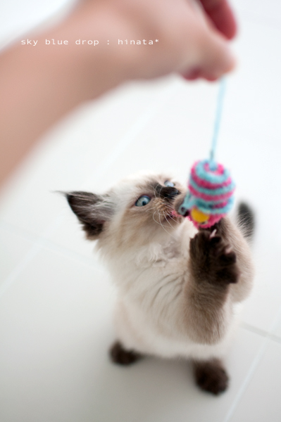 ハイテンションガール1