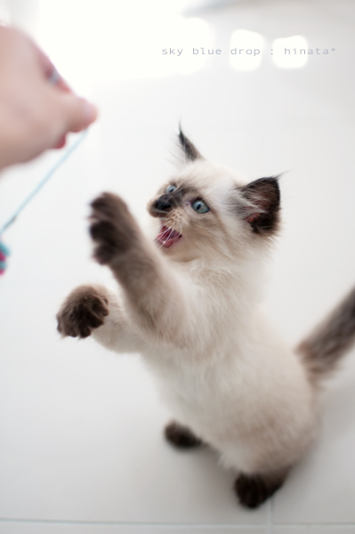 ハイテンションガール2