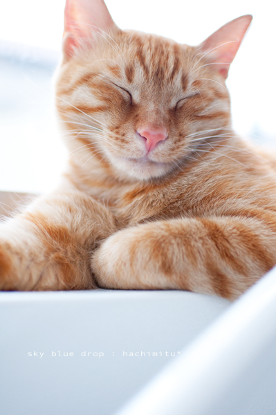 ぽかぽかぷーぷー