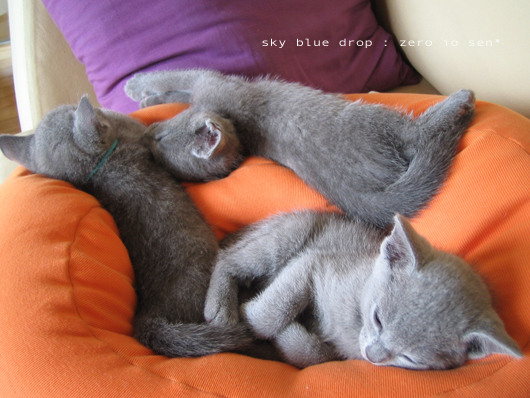 ロシブル３きょうだい２