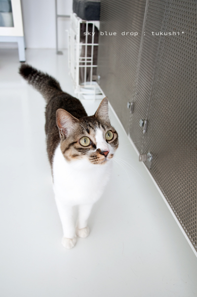 ブンブンルンルン２